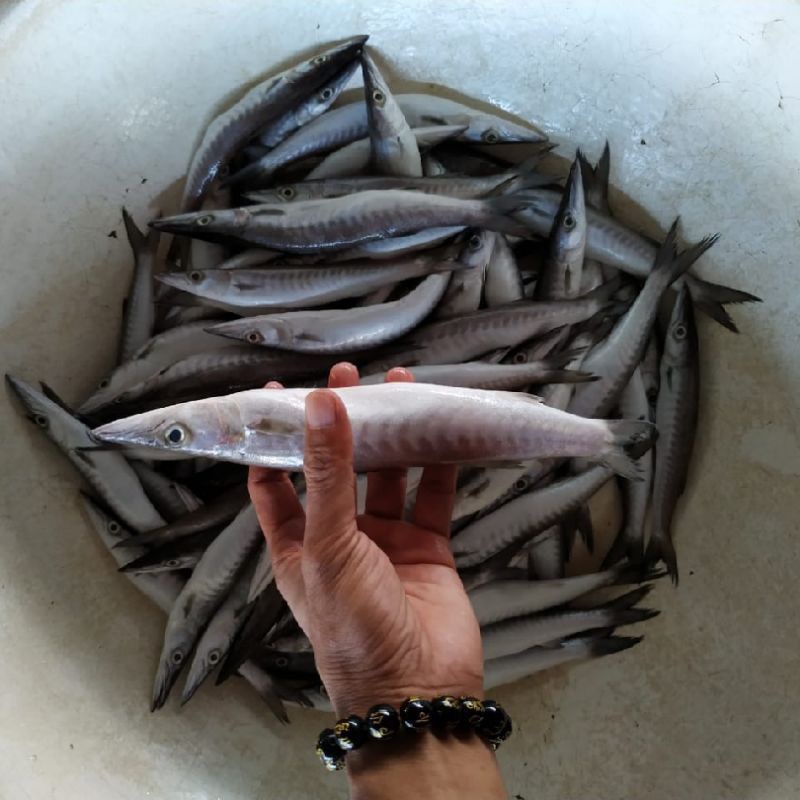 

Ikan Alu Alu Fresh 1kg