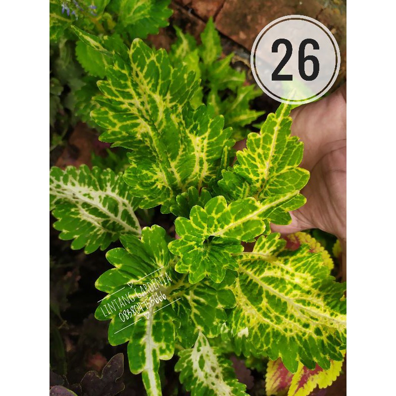 Miana Coleus id No 26