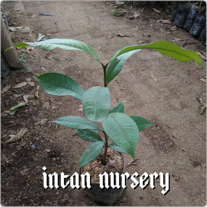 Cod Bibit Tanaman Buah Manggis #_*