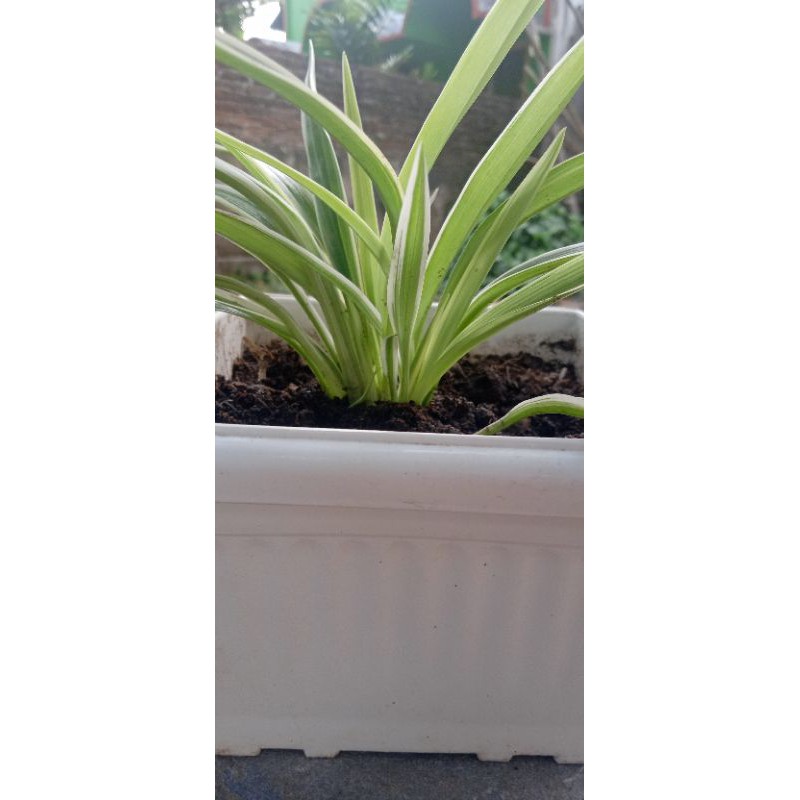 promo bunga lili paris