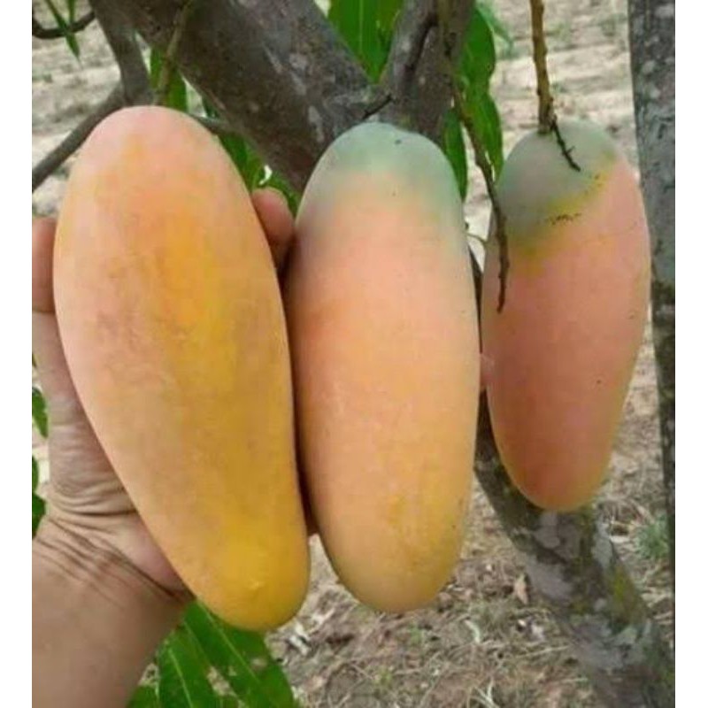 Bibit Mangga Kiojay Okulasi Cepat Berbunga