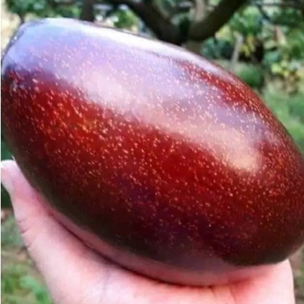 Bibit Alpukat Red Vietnam / Alpukat Red Vietnam