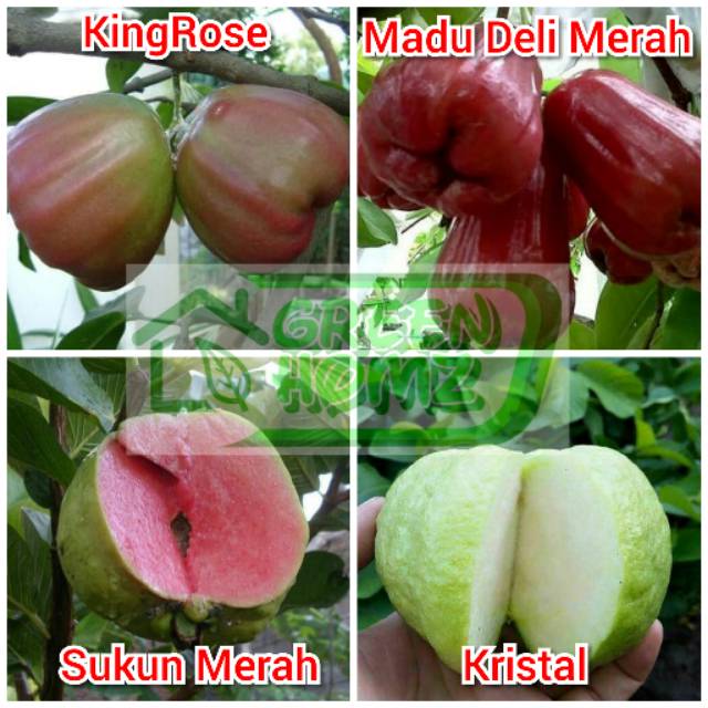 Bibit jambu 4 pohon kingrose sukun kristal madu merah