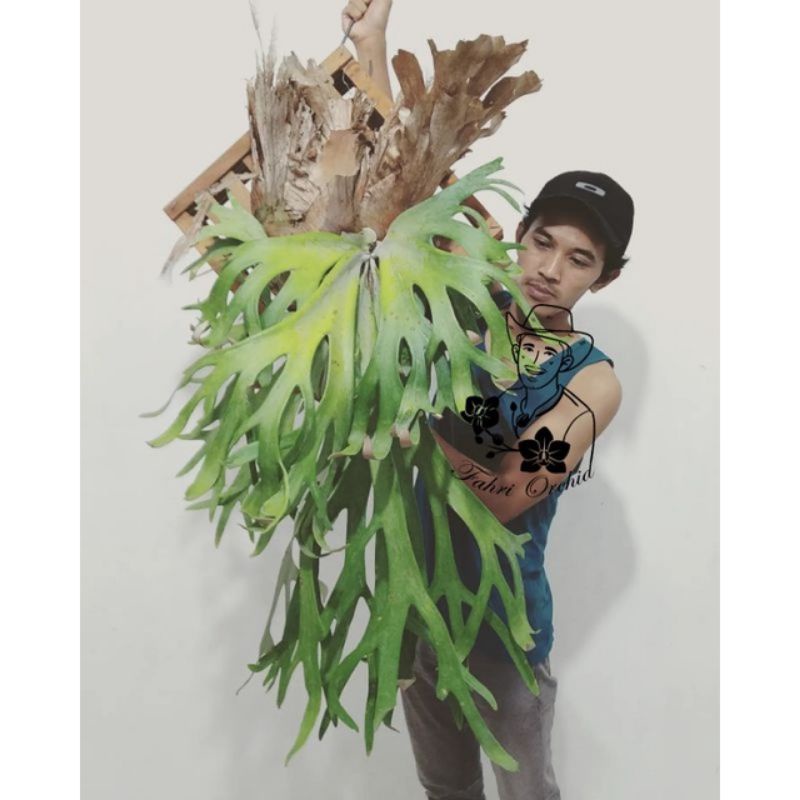 willinckii Wild Bali 由来 株分け ビカクシダ ウィリンキー