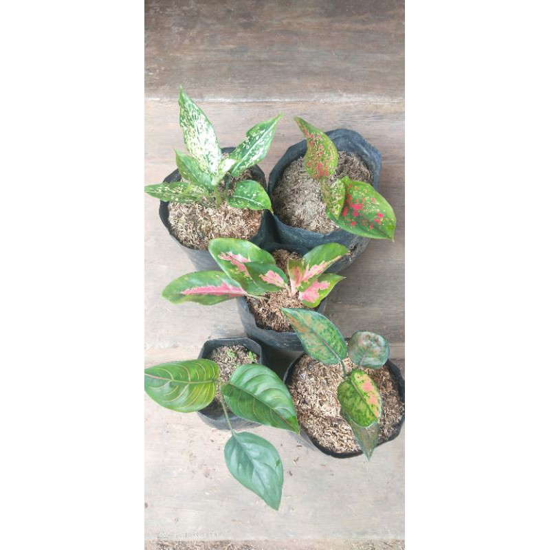 paket 5 jenis aglonema (snow white,venus,red kochin,rotundum,heng-heng)