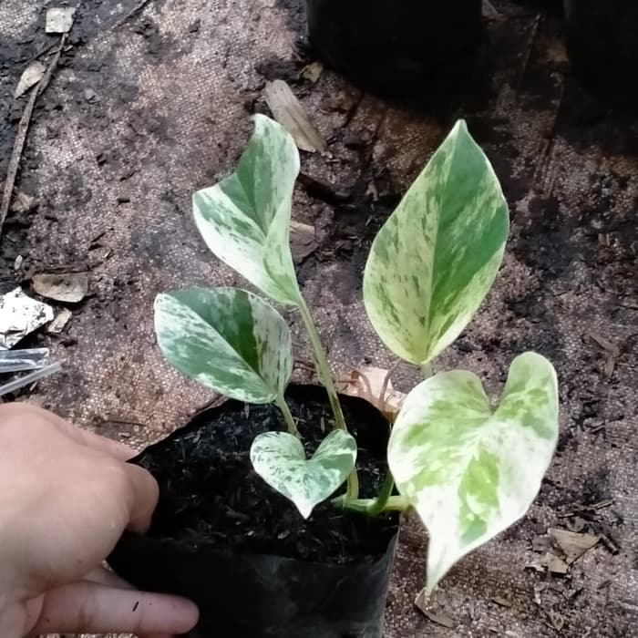 Promo Tanaman Hias Srigading Variegata Tanaman Yang Bisa Hidup Di Air