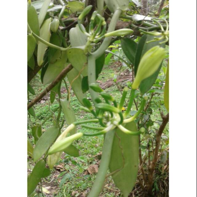 Bibit vanili /stek vanili