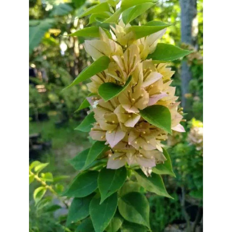 Bougenville Singapur Kuning & Merah Fanta // Bogenvil Singapur Bunga Kuning