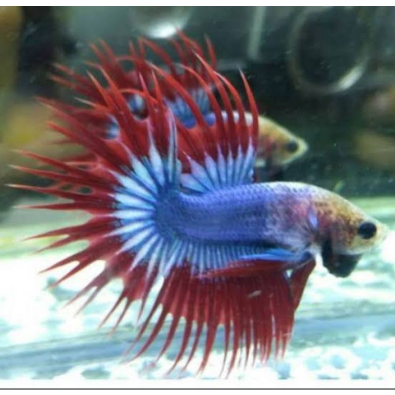 ikan cupang serit mascot