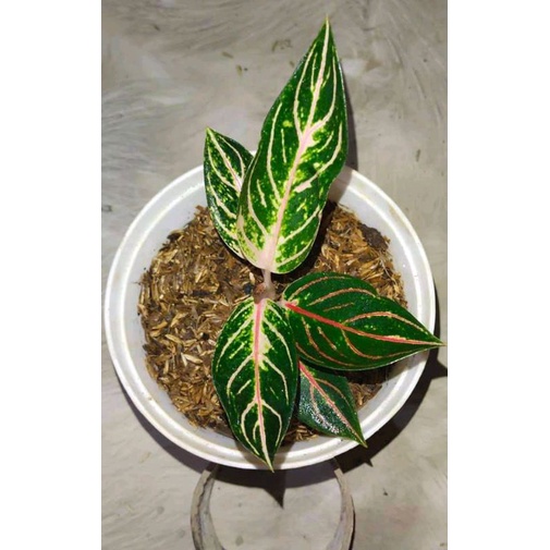 tanaman hias aglonema preid of Sumatra pos anakan baby , benih aglonema