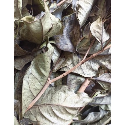 

Daun salam Herbal / Bay Leaf Fresh