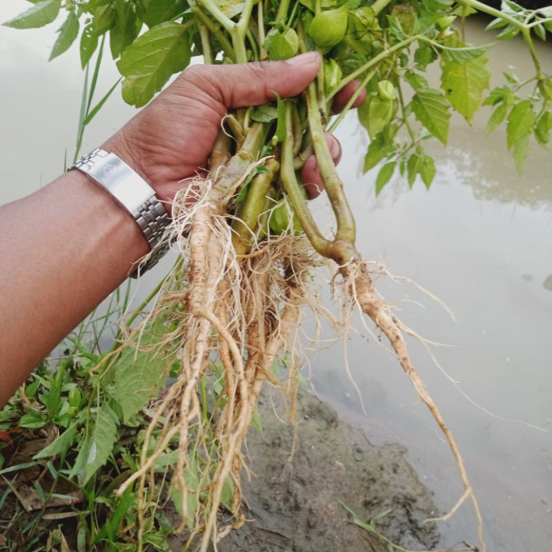 

Akar Tanaman Ciplukan ( Cecendet) 500 g