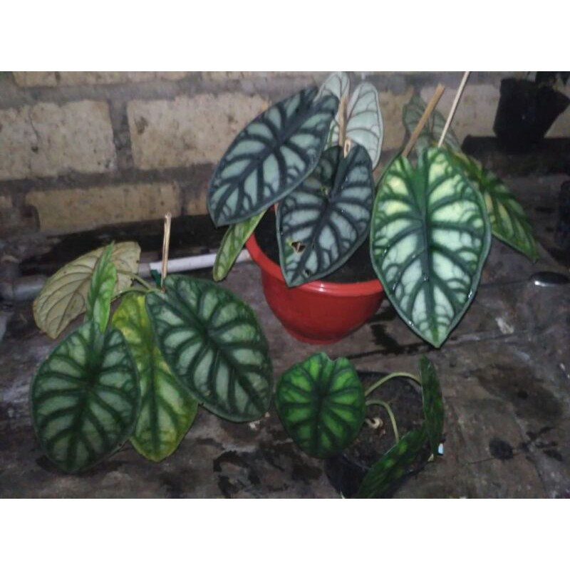 tanaman hias Alocasia silver-tengkorak