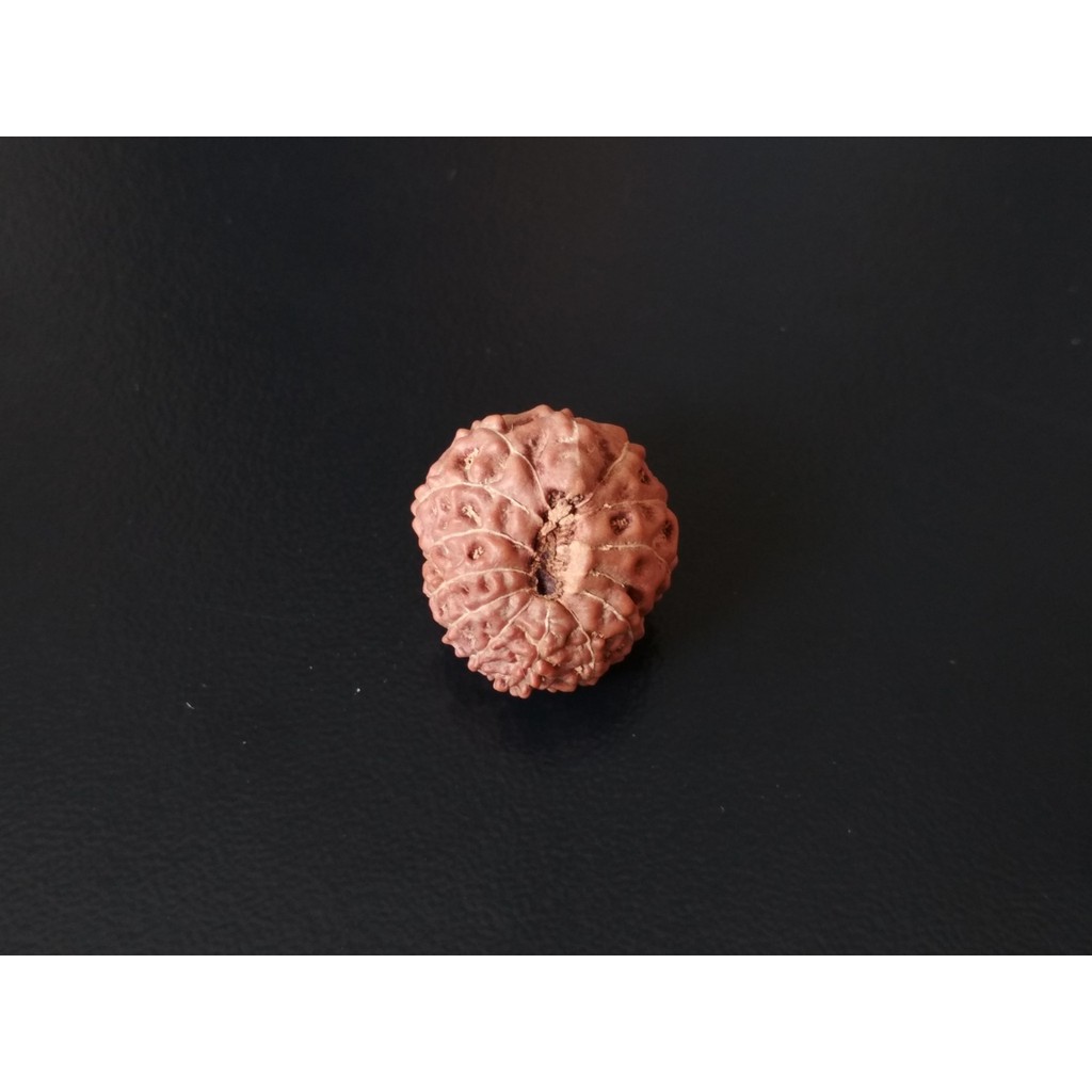 Jenitri Mukhi 13 D17x16 Liontin Rudraksha Genitri
