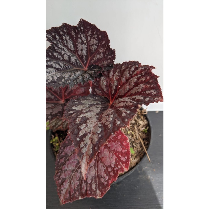 Tanaman Hias Begonia Pandora Red Choco - Bunga Begonia