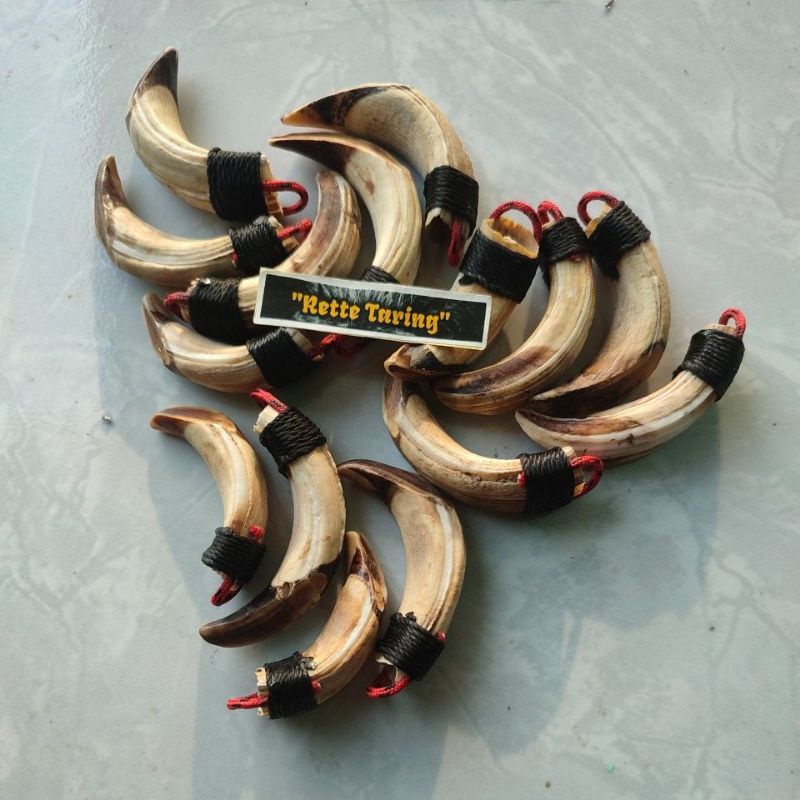 [TERMURAH] - TARING BABI HUTAN BAGIAN ATAS ASLI 420%