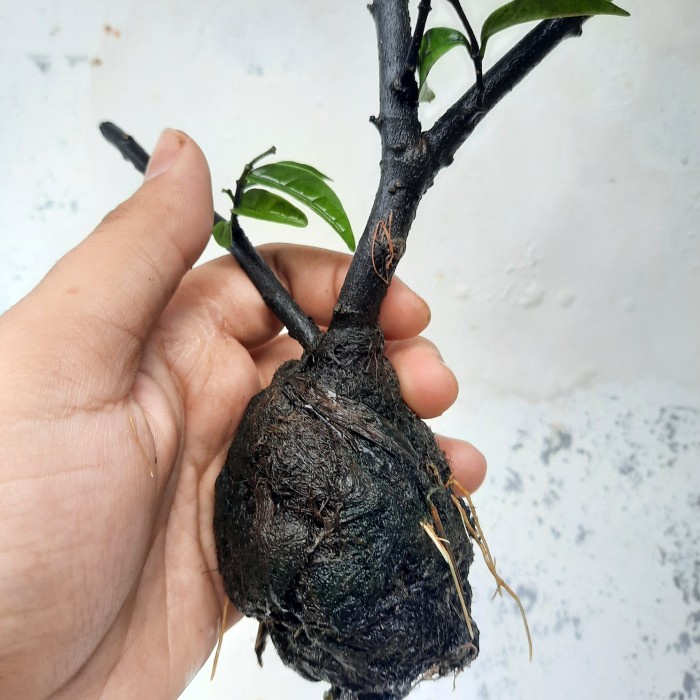 Bahan Bonsai Anting Putri