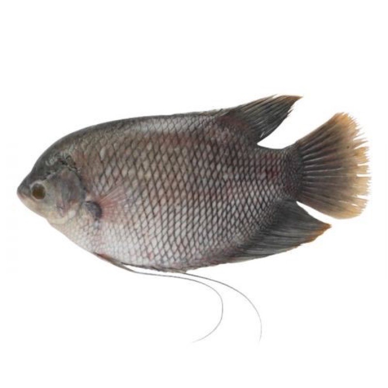 Ikan Gurame 1kg (isi3) Frozen