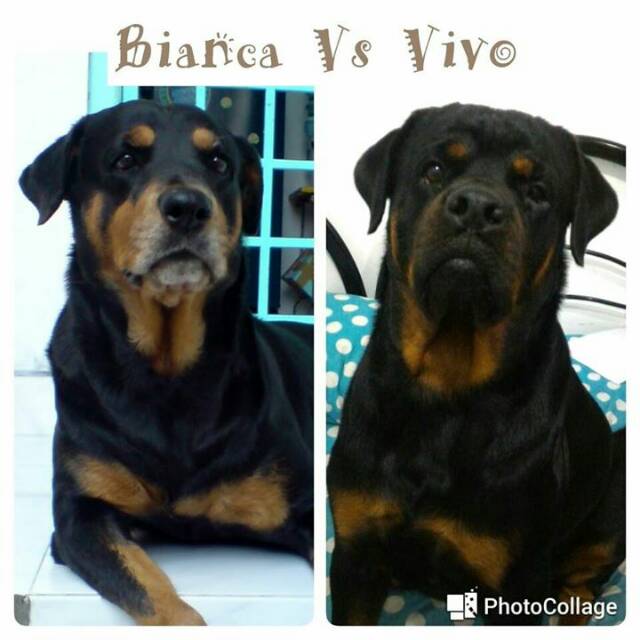 bianca1vivo2