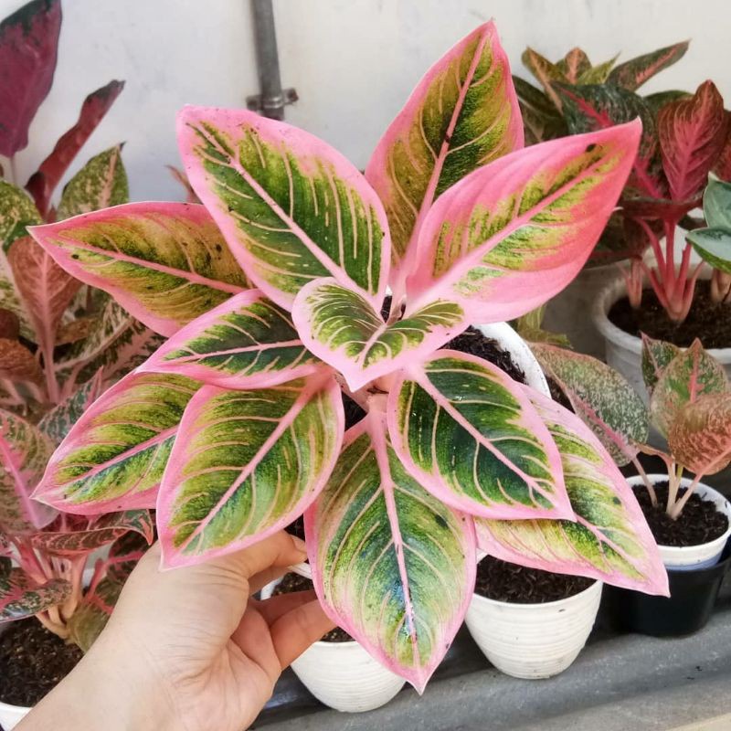 TANAMAN HIAS AGLONEMA LOTUS PUTIH AGLAONEMA LOTUS