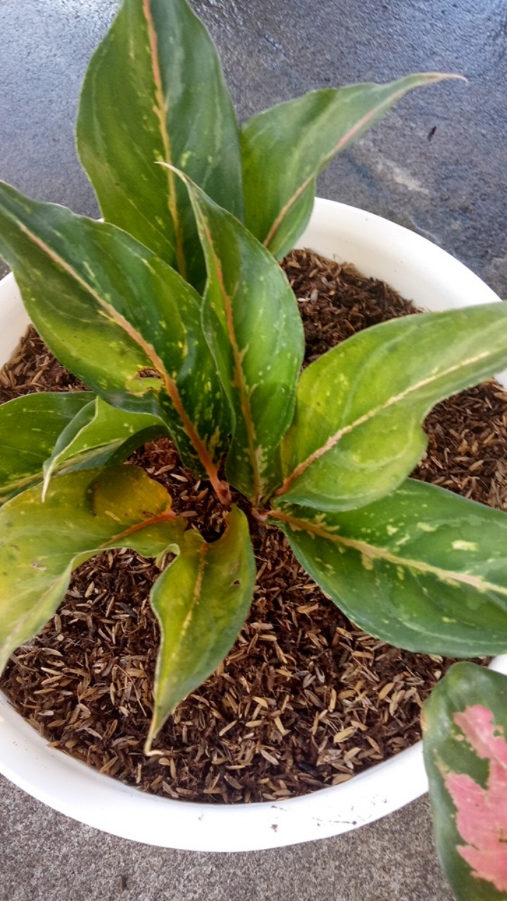 Aglonema Buterfly Induk