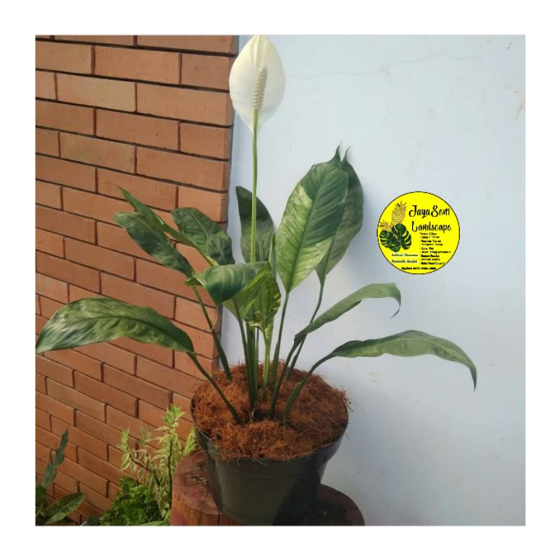 TANAMAN HIAS BUNGA PEACE LILY VARIGATA + POT HITAM