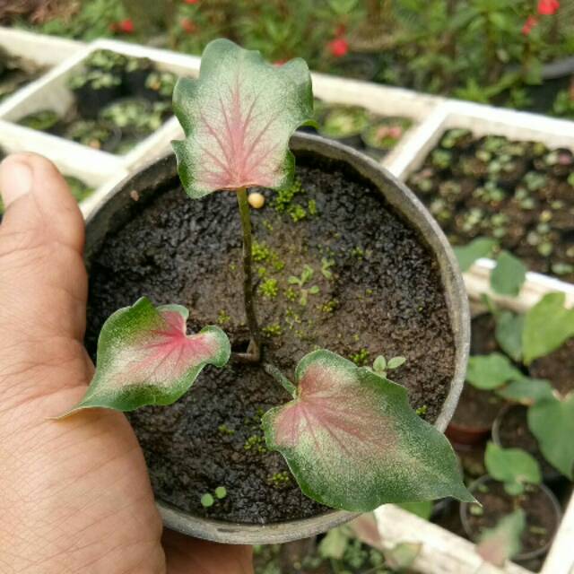 Bibit Caladium Keris Keladi Wayang Shopee Indonesia