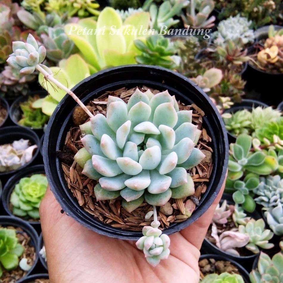 【flashϟsale】 PAKET Sekulen Sukulen GRATIS POT & Media tanaman hias Kaktus mini hidup *bukan plastik