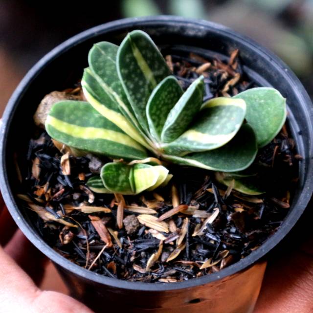 Gasteria gracilis varigata tanaman hias indoor