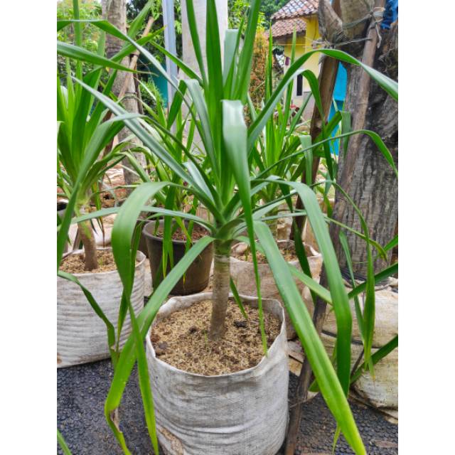 Tanaman hias pandan Bali - pandan Bali - pohon pandan Bali - tanaman indoor - bibit pandan bali