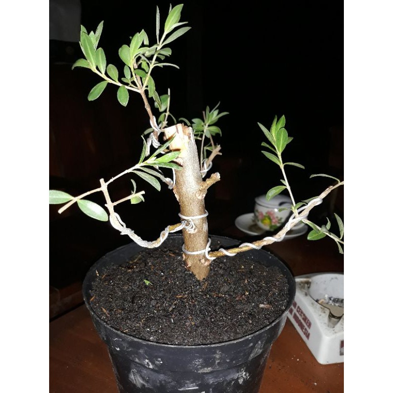 BIBIT SANTIGI. bahan bonsai santigi ukuran sedang