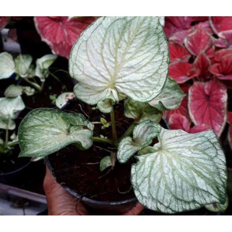 Caladium White Jaguar / jaguar putih