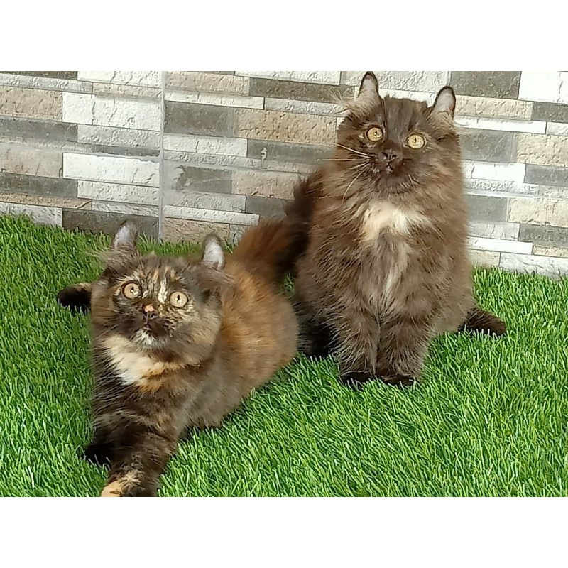 Kucing kitten American Curl Betina
