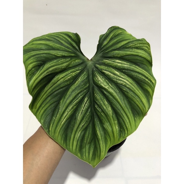 Plowmanii Round Form Variegata