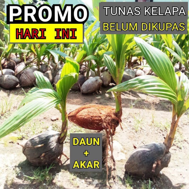 bibit bonsai kelapa gading