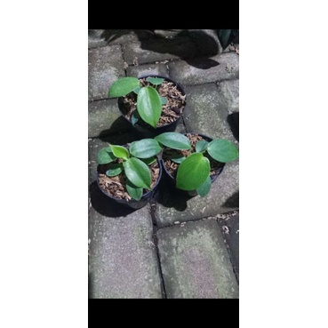 philodendron rugosum / pigskin