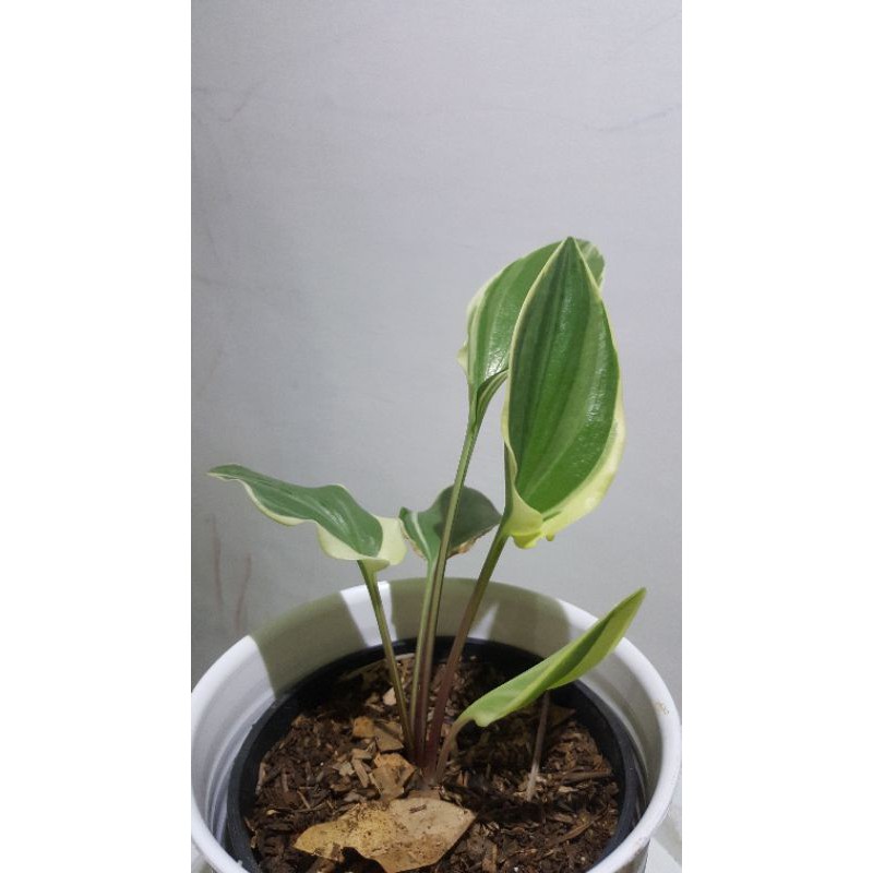 lidah katak varigata