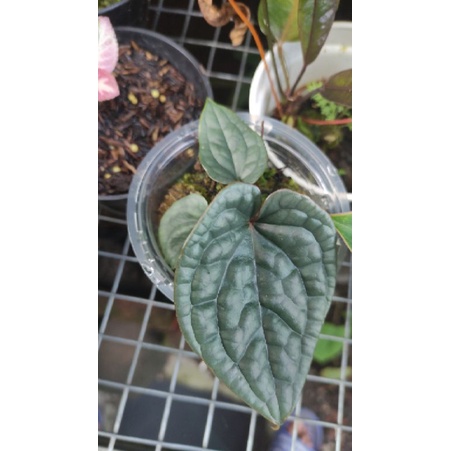 Anthurium Luxurian Equador