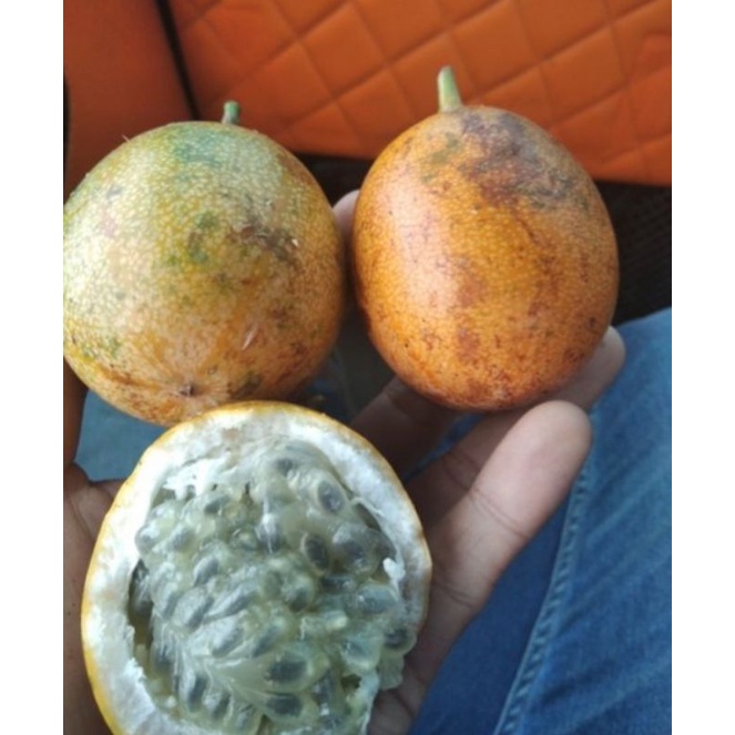 

BUAH MARKISAH (MEDAN/KARO)