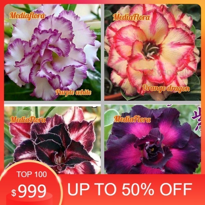 

Paket 4 Bibit Bunga Adenium Obesum - Kamboja Jepang Murah