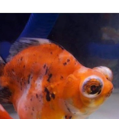 Mas Koki Demekin XL Grosir