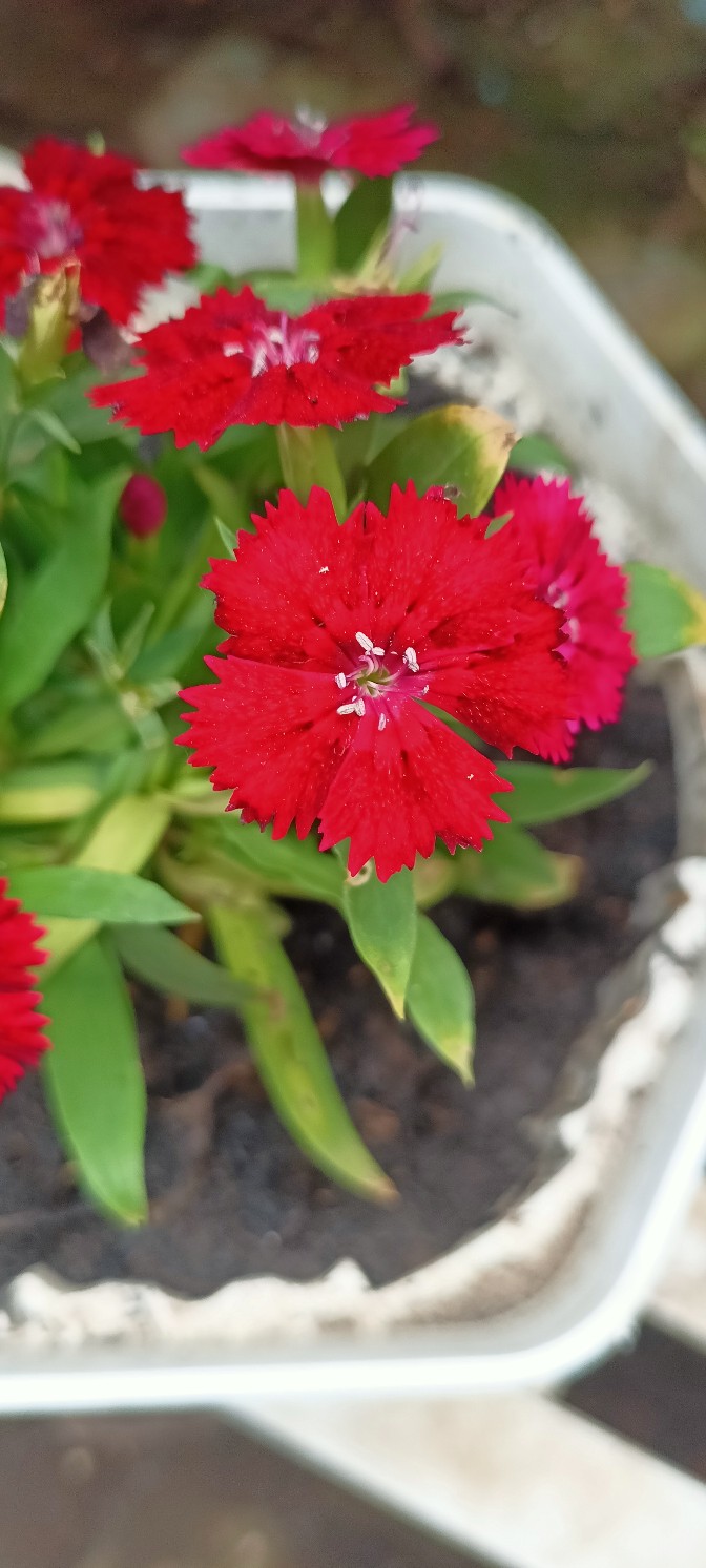 Tanaman Hias Bunga Anyelir Merah Corak