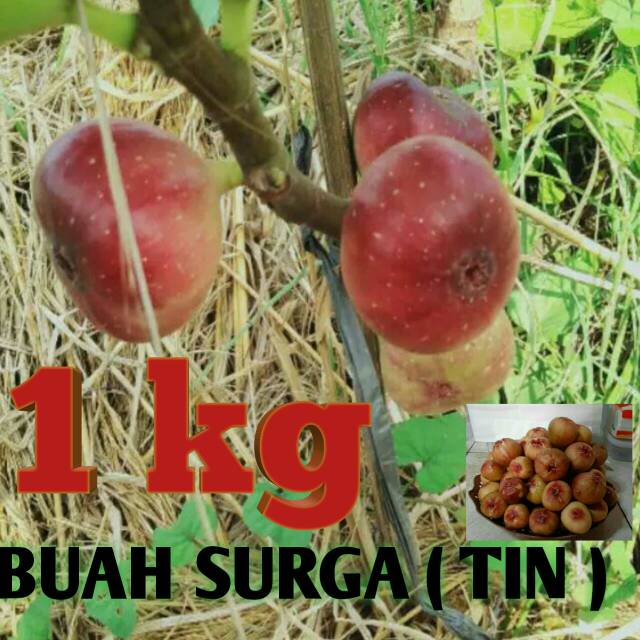 BUAH TIN 1 KG
