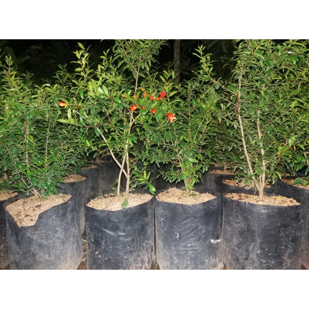 Terlaris Bibit Buah Delima Merah Red Ruby Pomegranate Spanyol Biji Lunak *_*