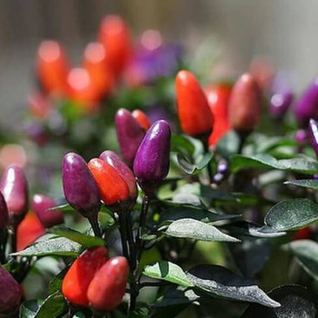 Benih - Biji - Bibit Cabe Hias Cabe Warna Warni Explosive Ember Pepper