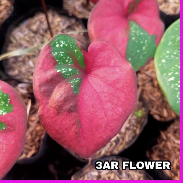 Seller (BISA ) TANAMAN HIAS CALADIUM BARET MERAH/KELADI BARET IMPOR THAILAND 