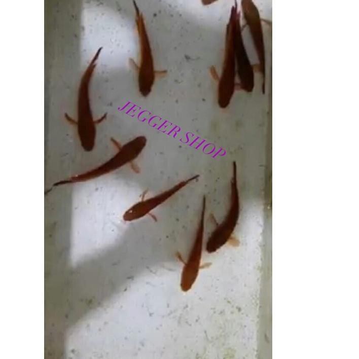 Import Terlaris Channa red barito asli 10-12cm