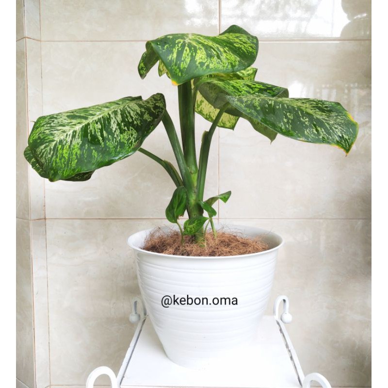 TANAMAN HIAS Aglonema Anggun Ayu + POT Bunga