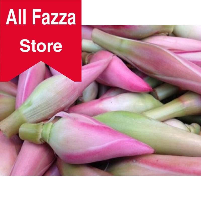 

Bunga ke combrang segar 100gram bunga honje rombeh kecombrang al fazza store