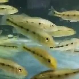 Langsung Kirim-953  peacockbass Xingu || Pbass Xingu